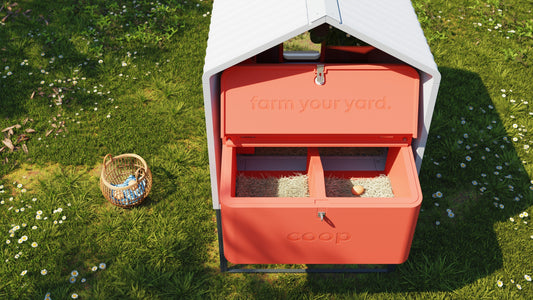 Transforming Your Community Through Urban Farming 🐓 | The Cluck Stops Here