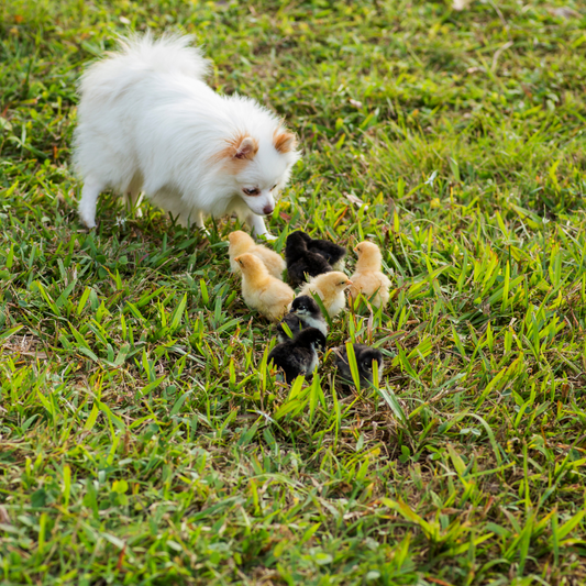 Easy Peasy Pet Pals 🐶🐣 | How to Safely Introduce Your Family Pets to Baby Chicks