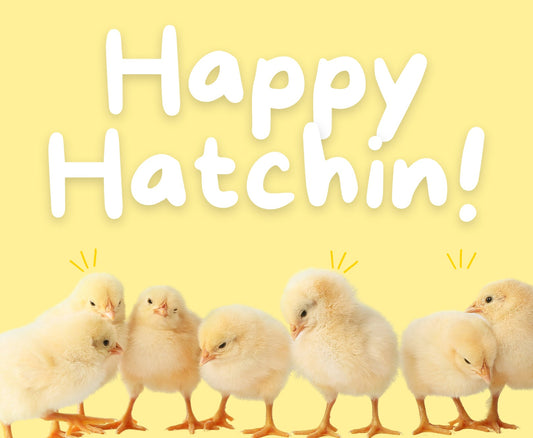 Spring Chick Shipping is Here! 🌷