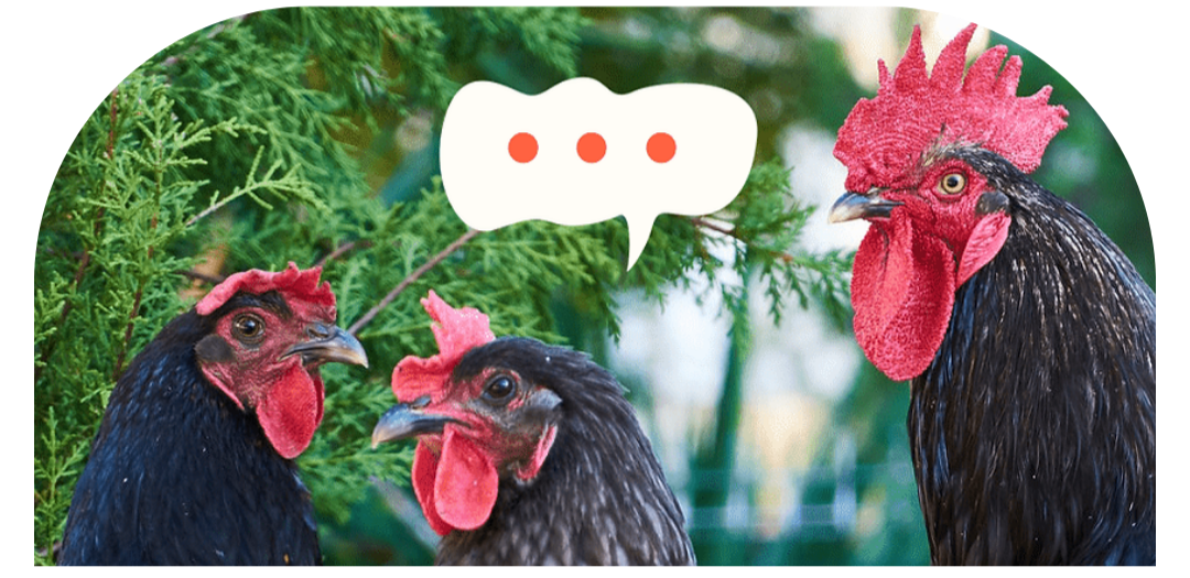 Chicken Curious? Here Are the Top 5 Questions and Misconceptions About Starting Your First Flock 🐣