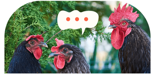 Chicken Curious? 🐔 Top 5 Questions and Misconceptions About Raising Your First Flock