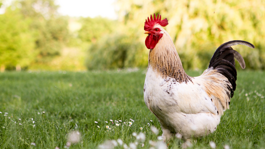 Fly-Free Flock: Planting Tips for Summer Fly Prevention in Your Chicken's Yard