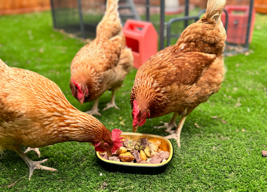 Cluck, Cluck, Recycle: How Chickens Are Saving the Day (and Your Wallet!) 🌱