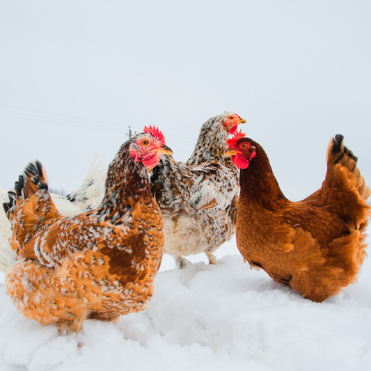 3 Tips for Keeping a Happy Flock in the Coldest Months ❄️ | Smart Coop® Winter Care Guide