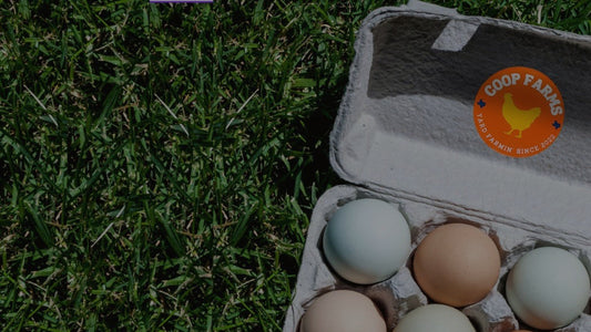 Not All Yolks Are Created Equal 🐓 | The Benefits of Raising Your Own Chickens vs. Store-Bought Eggs