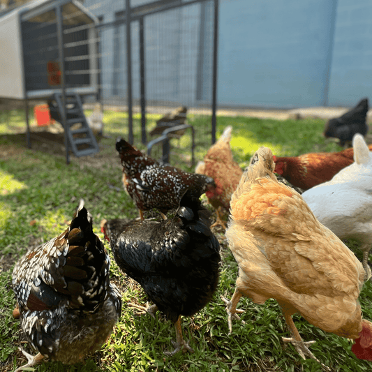 Intro to Chickens 101 🥚 | The Beginner’s Guide to Raising Chickens for Fresh Eggs