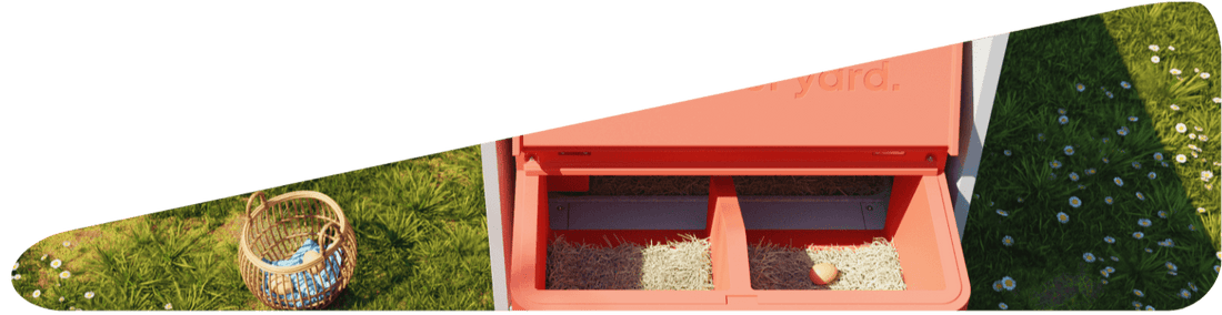 đ„ Why Chick Availability Drops in Fall â and Why Nowâs the Best Time to Start Your Floc