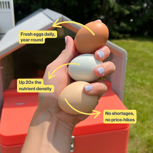 Why Backyard Chickens Might Be the Best Decision You’ve Never Made