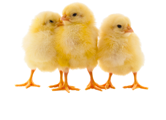 Baby Chicks in the Mail?! 🐥 Here’s What to Expect When Ordering from My Pet Chicken