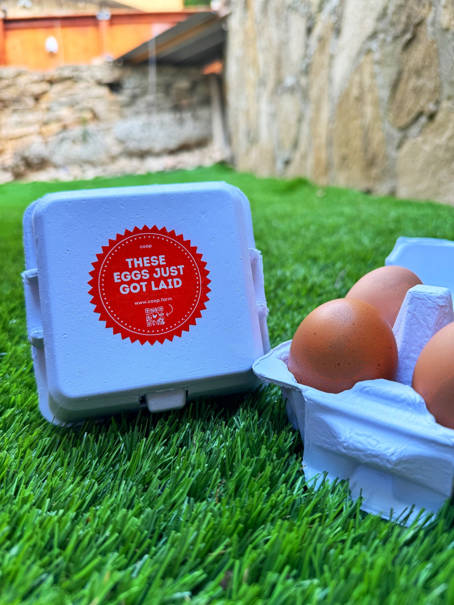 "Just Got Laid" 4-Egg Carton image 3