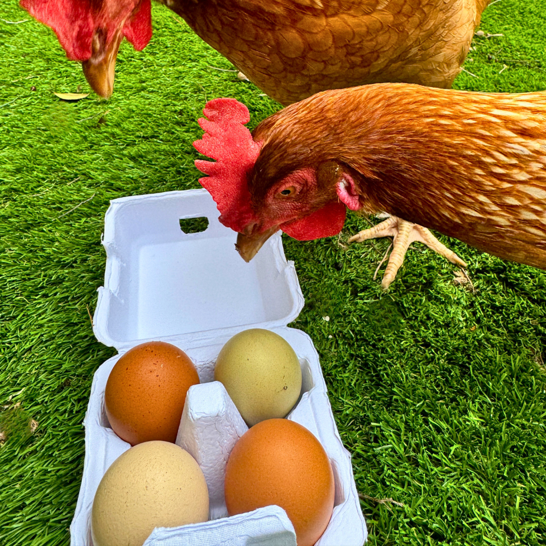 "Just Got Laid" 4-Egg Carton image 4