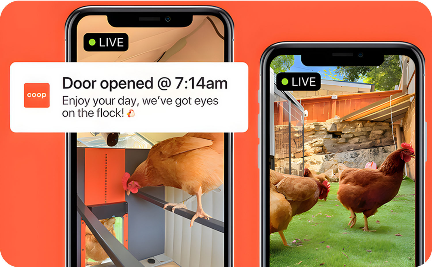 Two smartphone screens showing a live feed of chickens in an outdoor setting with a notification about the door opening.