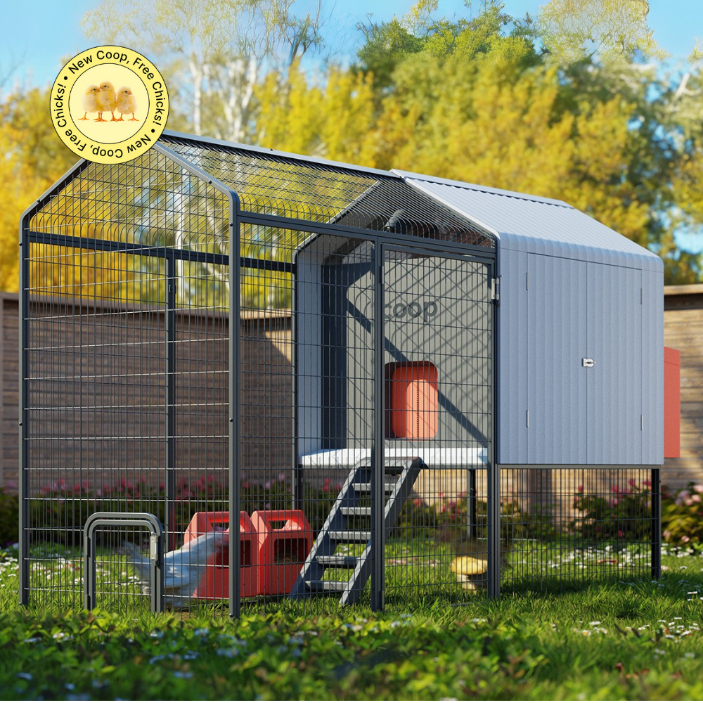 The Smart Coop + Steel Run (+ Free Chicks! š£)