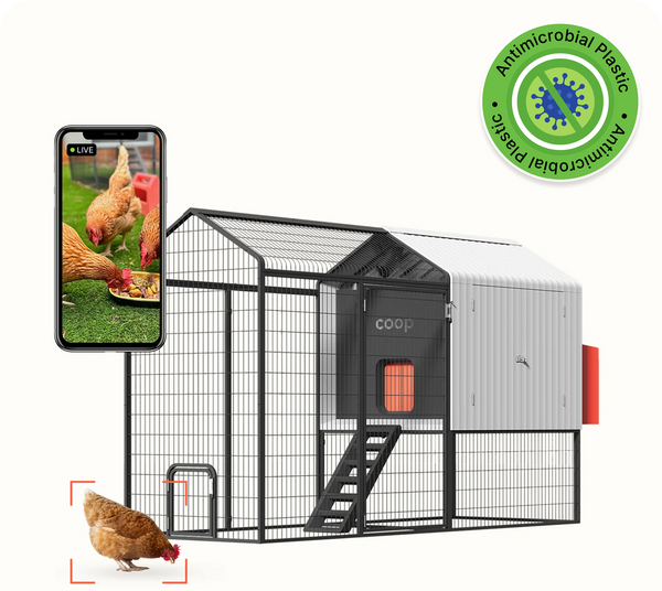 The Smart Coop + Steel Run (+ Free Chicks! 🐣)