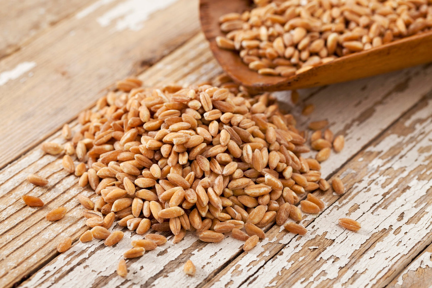 Non-GMO Wheat Seeds for Sprouting Fodder (Wheat Grass) -- Sustainably Grown In Missouri To Encourage Positive Behaviors