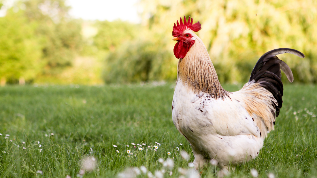 Fly-Free Flock: Planting Tips for Summer Fly Prevention in Your Chicken's Yard