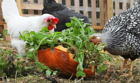 Chill Weather, Happy Hens: Fall-Proof Your Smart Coop with These Easy Tips