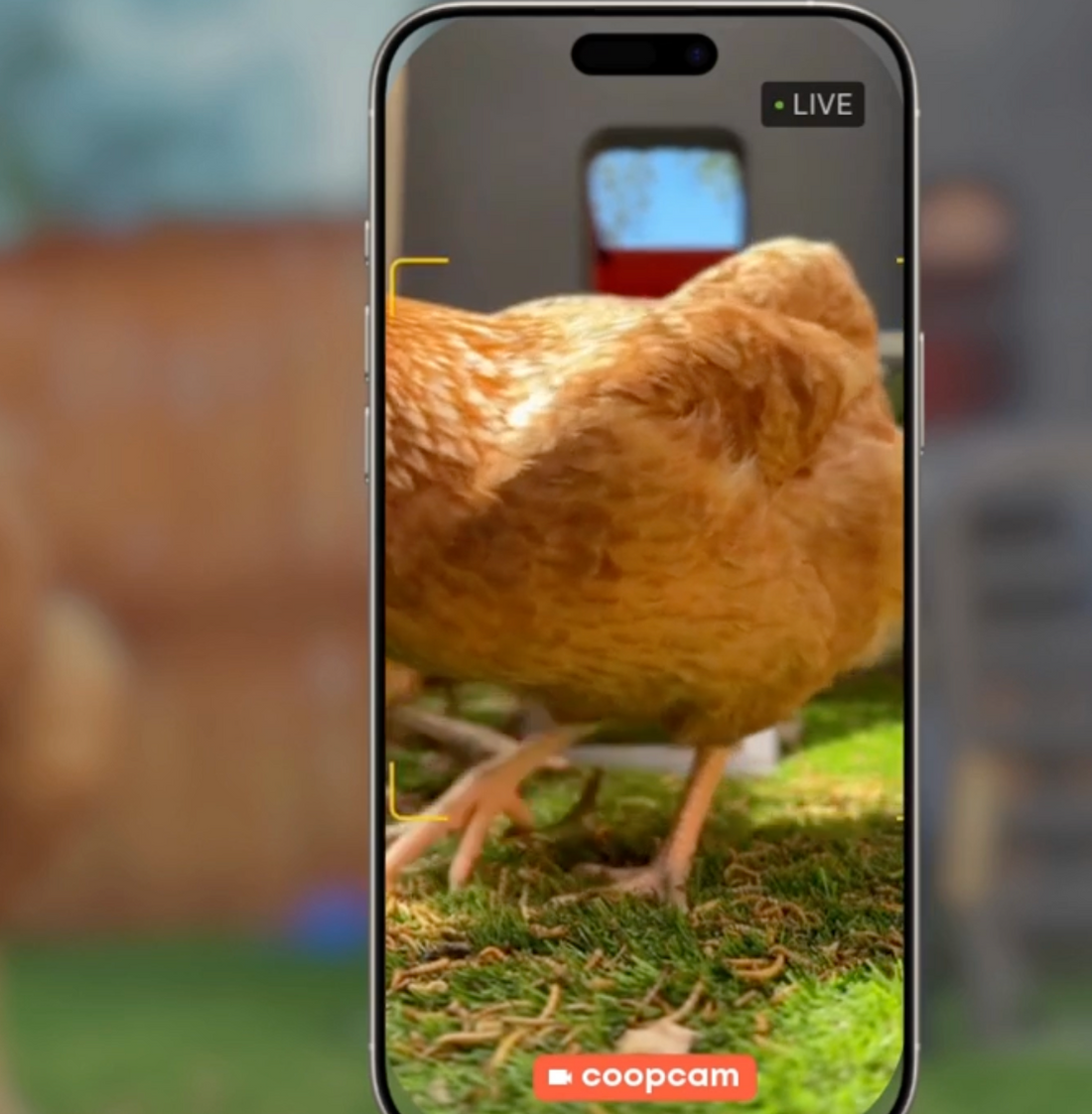 Why Embracing Tech in Your Chicken Coop is the Smartest Peck in the Pecking Order