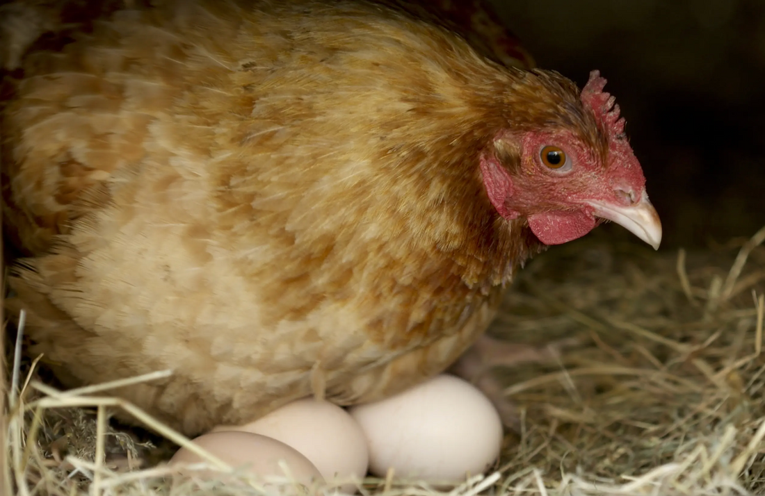 Cluck Your Way to Sovereignty: Backyard Chickens as Your Gateway to Healthier Horizons