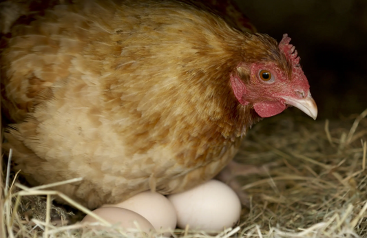 Cluck Your Way to Sovereignty: Backyard Chickens as Your Gateway to Healthier Horizons