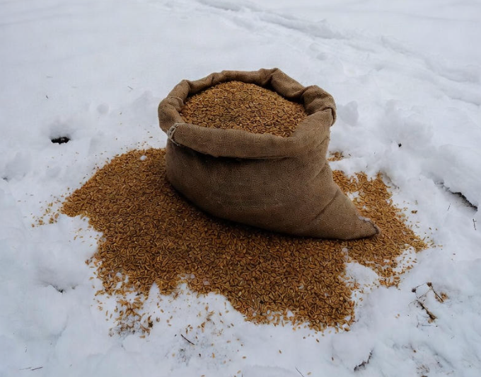 Winter Feeding Tips for Backyard Chickens: Nourish Your Flock Through Frosty 2026