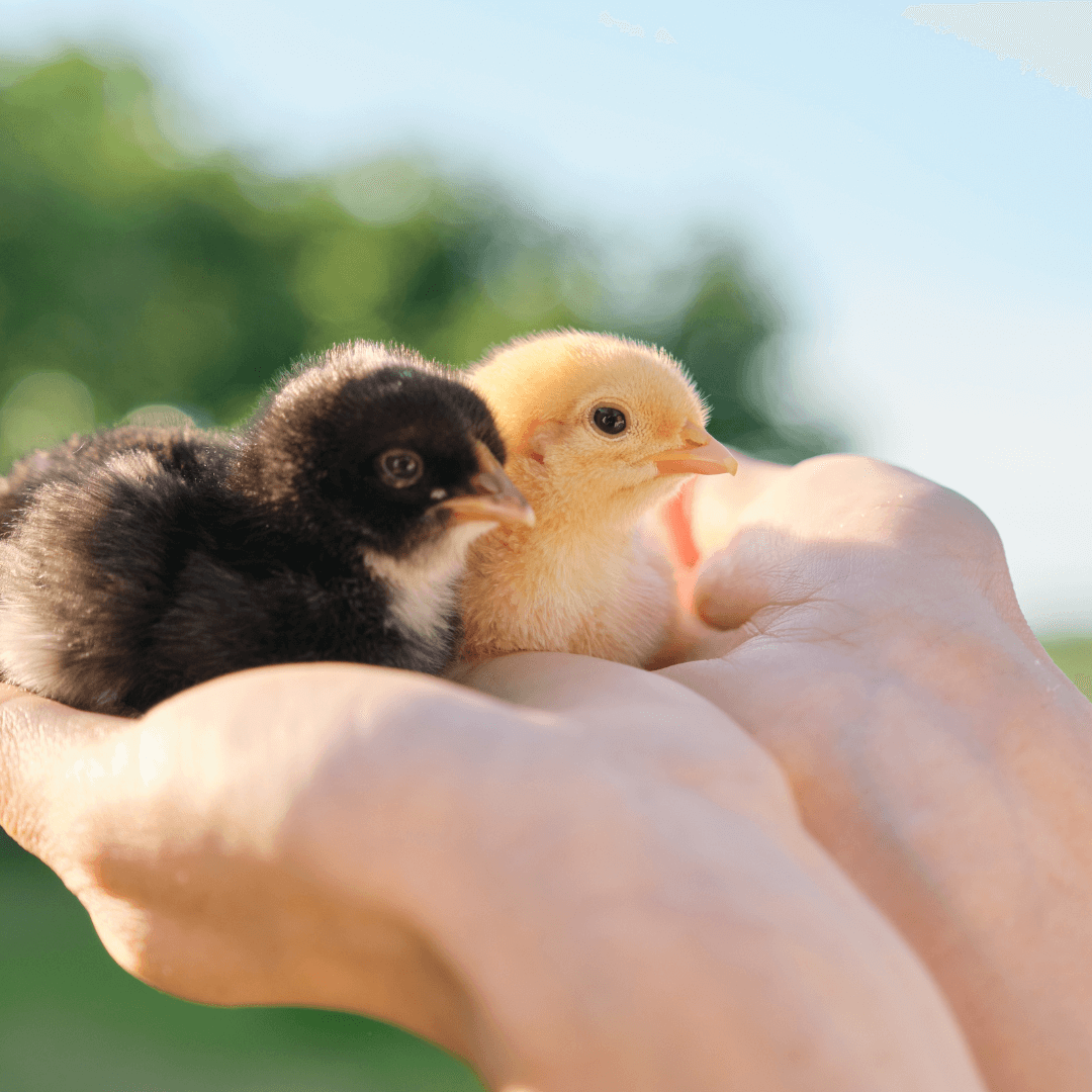 The Joys and Benefits of Hand-Taming Your Baby Chicks (and How to Do It!)