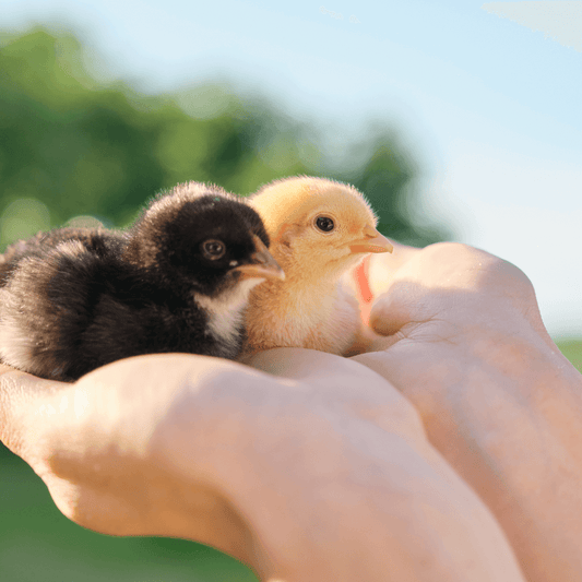 The Joys and Benefits of Hand-Taming Your Baby Chicks (and How to Do It!)