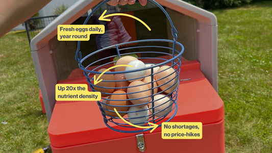 raising backyard chickens for eggs