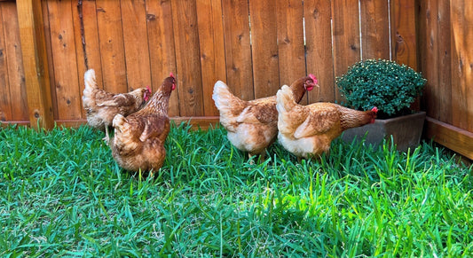 Your HOA Said “No” to Chickens? 🏡 We’ve Got Your Back | Smart Coop HOA Guide