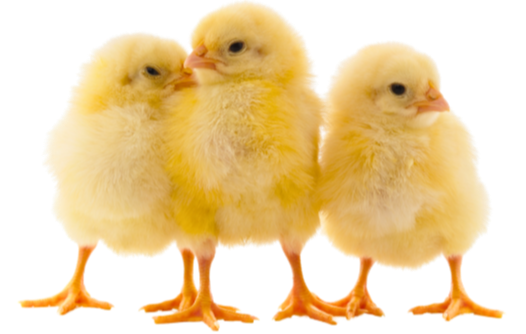 Baby Chick Care for First-Timers: A Helpful Chicklist – The Smart Coop