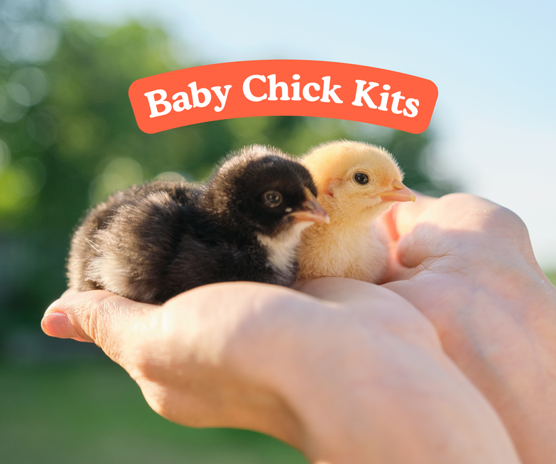 Baby Chick Supplies + Brooders