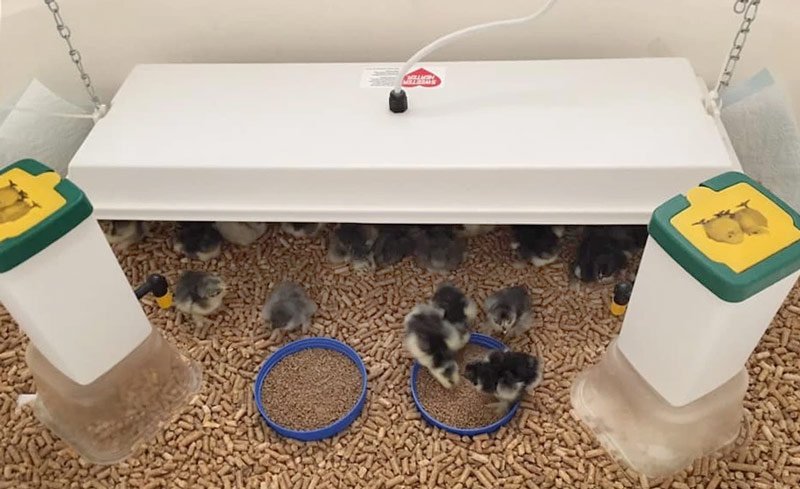 Sweeter Heater Coop & Brooder Heater (4 sizes)