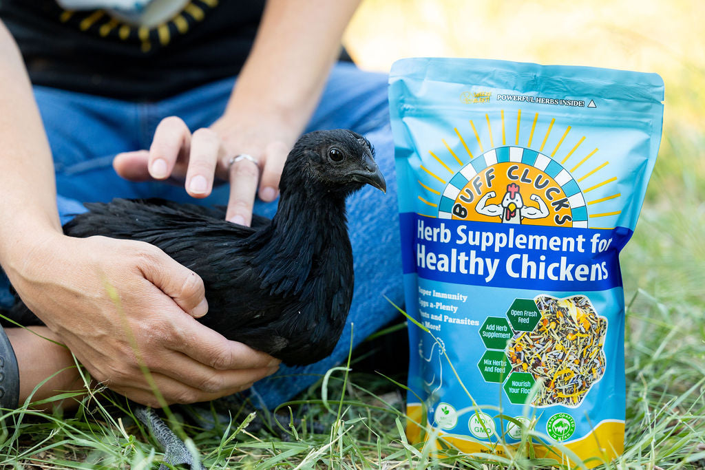 Herb Supplement For Backyard Chickens