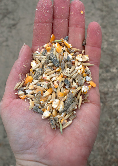 16% Premium Layer Feed With Black Soldier Fly Larvae, Fishmeal, & Herbs {Soy Free + High Protein}