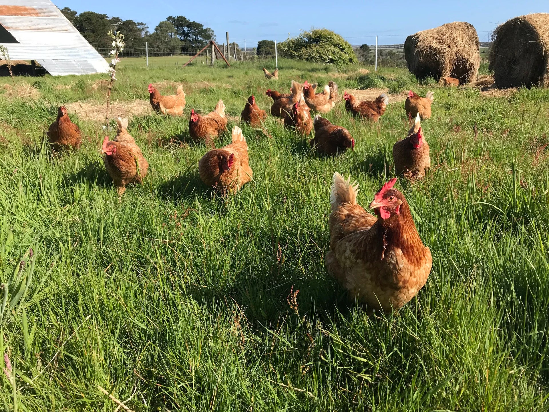 Chickens grazing in pastoral farm landscape