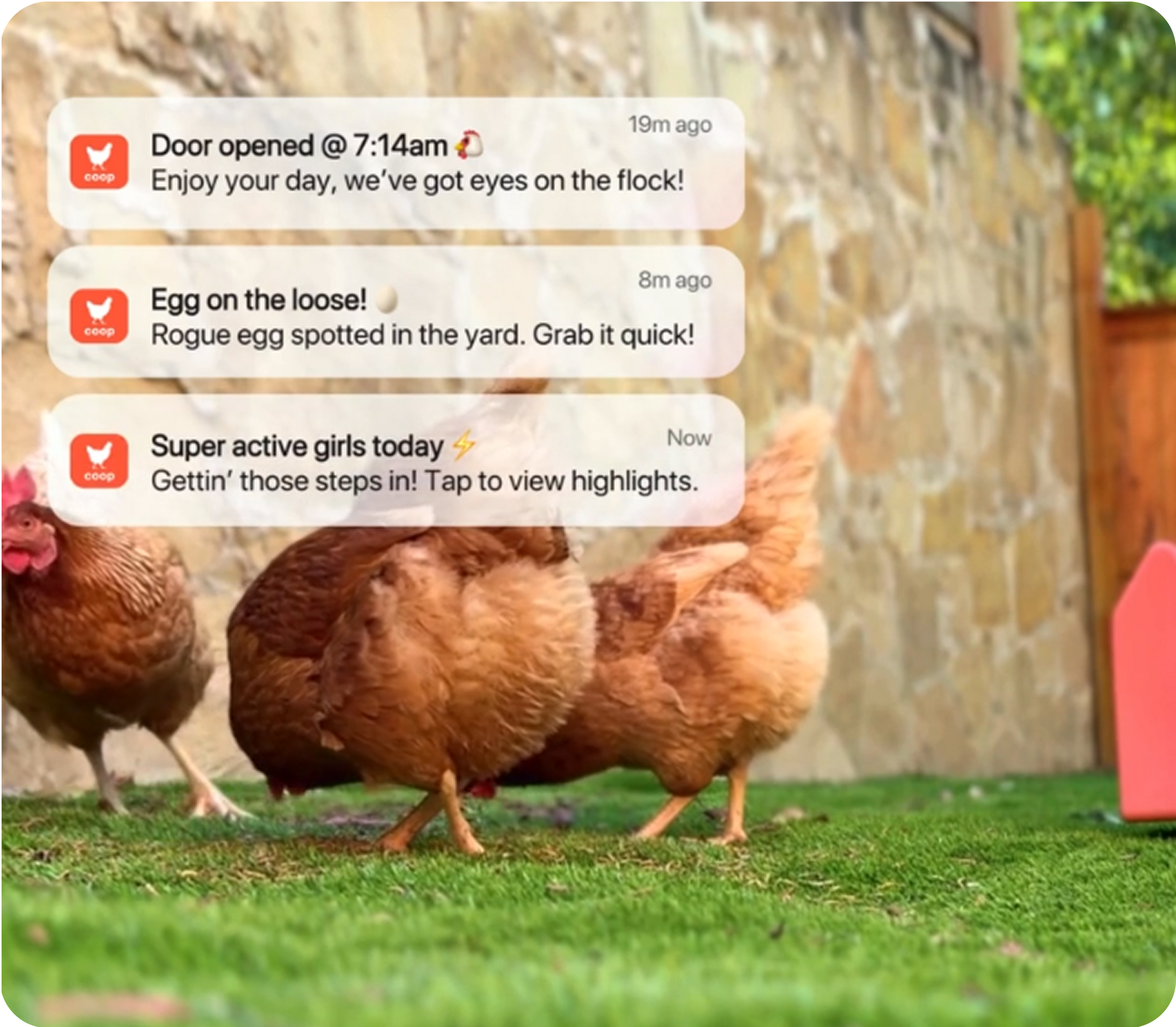 Why a smart coop is a <strong>game changer.</strong>